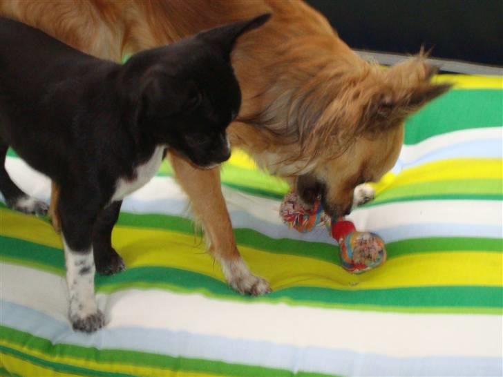 Chihuahua Molly - Heey det er mit reb  billede 6