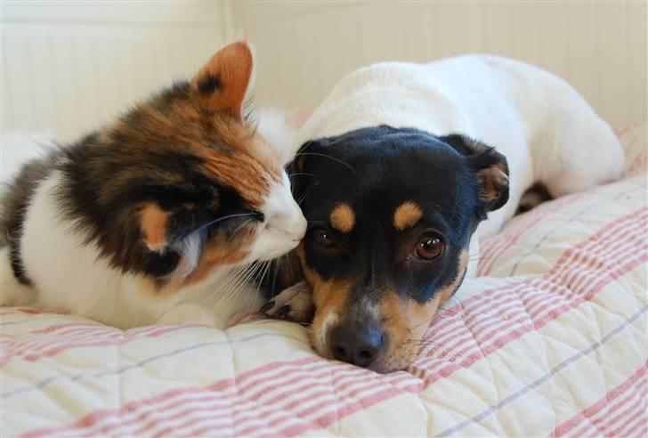 Dansk svensk gaardhund Østbroen´s Annika billede 1