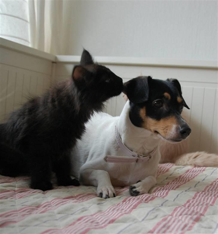 Dansk svensk gaardhund Østbroen´s Annika billede 2