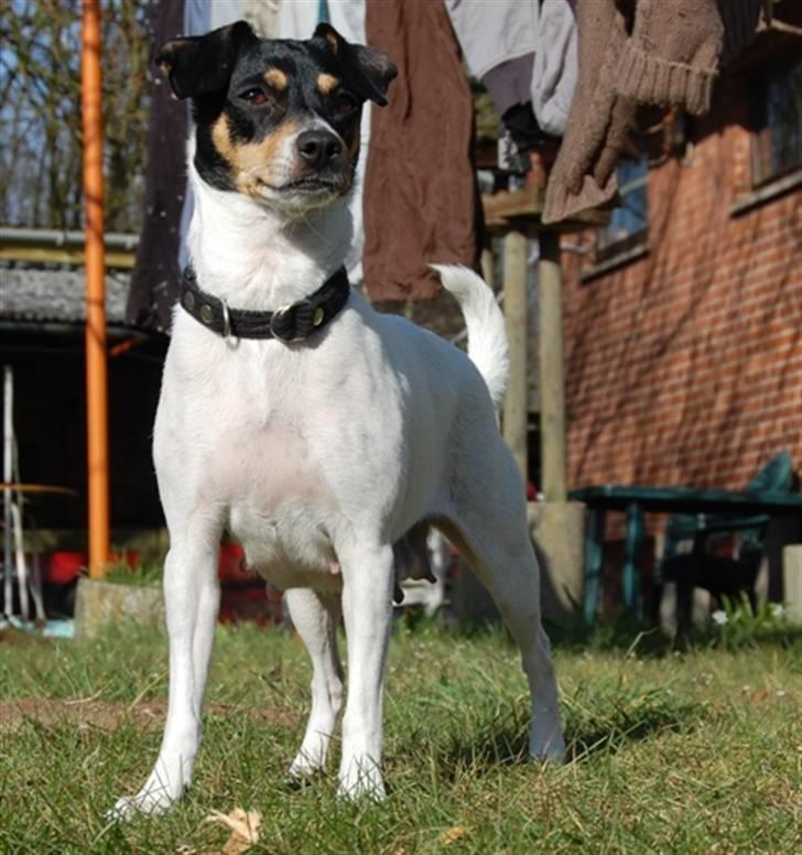 Dansk svensk gaardhund Østbroen´s Annika billede 4