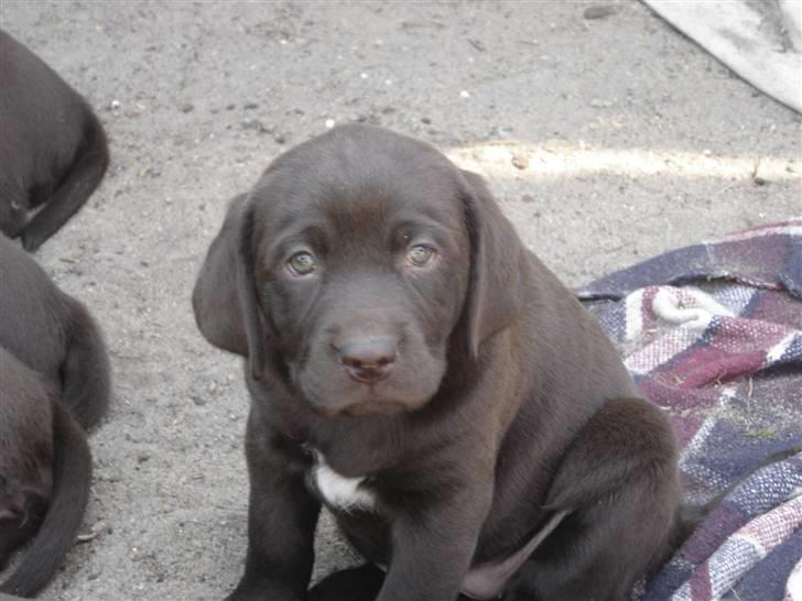 Labrador retriever Freja - Freja sender hundeøjne - 6 uger gammel billede 1