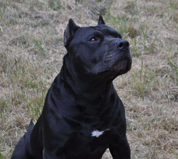 Blanding af racer Babe billede 1