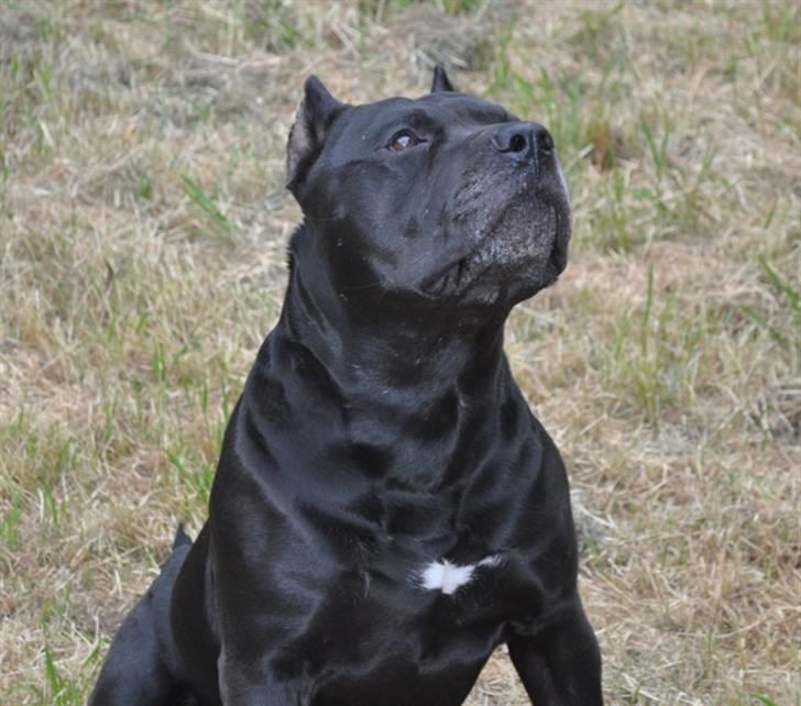 Blanding af racer Babe billede 2