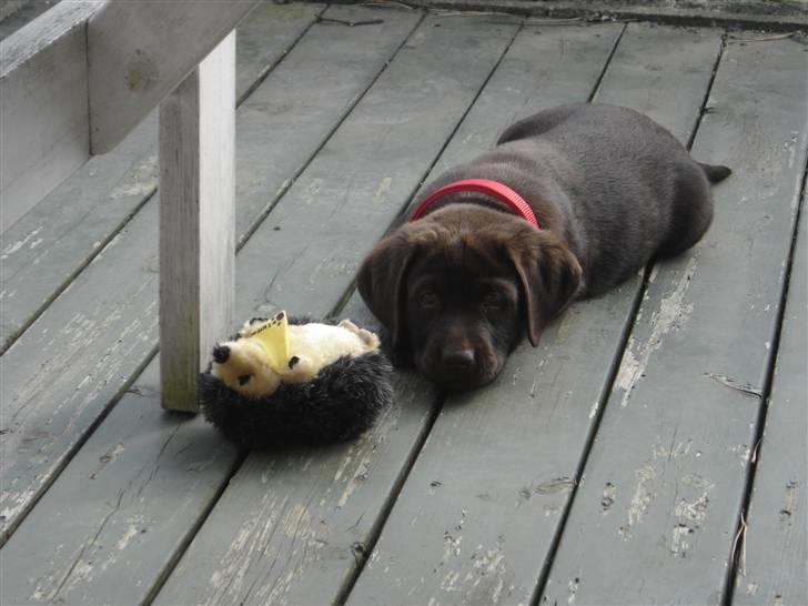 Labrador retriever Freja - Freja på terassen med sit elskede pindsvin - 8 uger gammel billede 3