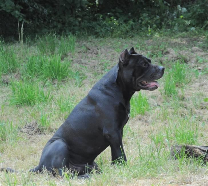 Blanding af racer Babe billede 3