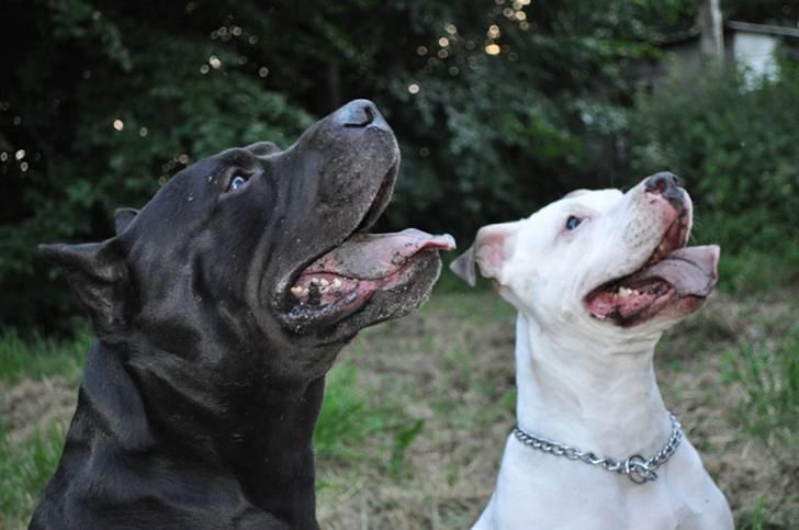 Blanding af racer Babe billede 4