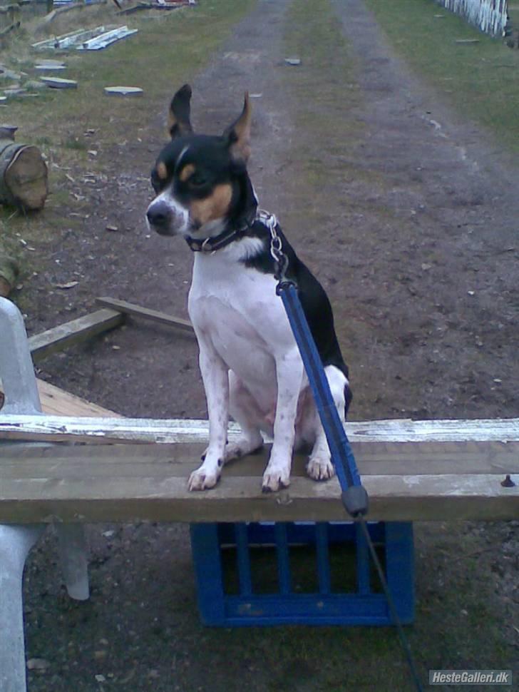 Dansk svensk gaardhund walter billede 13