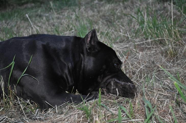 Blanding af racer Babe billede 5