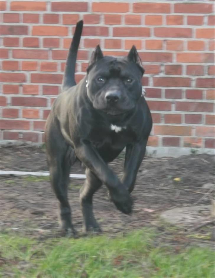 Blanding af racer Babe billede 6