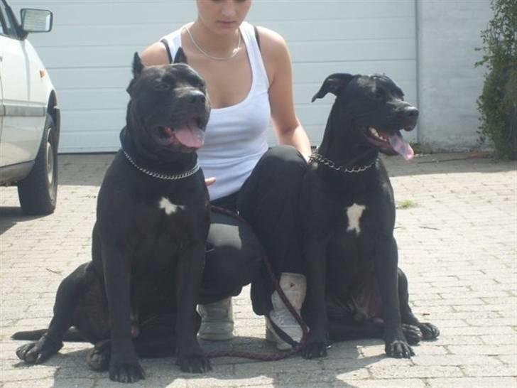 Blanding af racer Babe billede 7