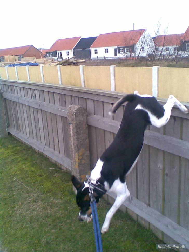 Dansk svensk gaardhund walter billede 14