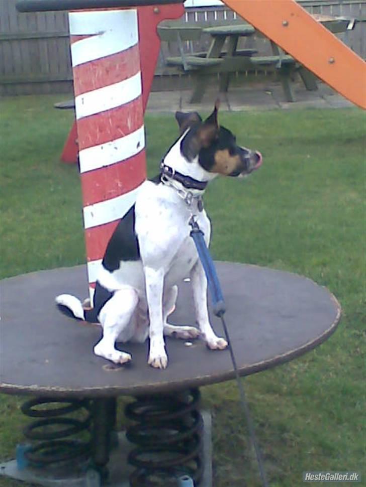 Dansk svensk gaardhund walter billede 15