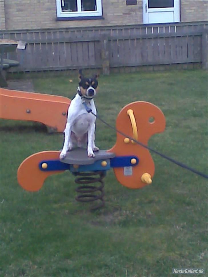 Dansk svensk gaardhund walter billede 16