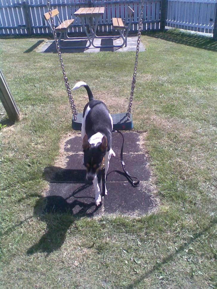 Dansk svensk gaardhund walter - GYNGE SPRINGEREN WALTER billede 17