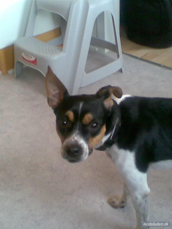 Dansk svensk gaardhund walter billede 18