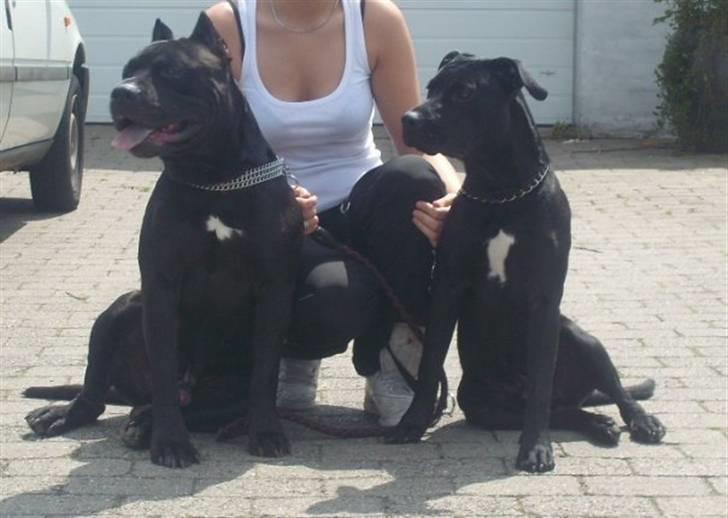 Blanding af racer Babe billede 8