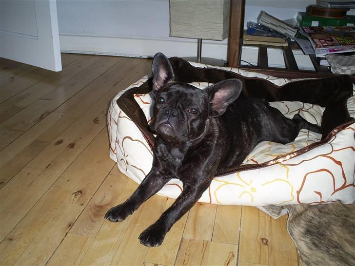Fransk bulldog Flora billede 4