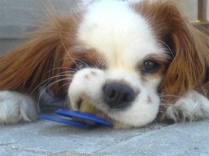 Cavalier king charles spaniel Maddie - Hendes elskede sut har hun med sig alle vegne. Hun er her 15 mdr gammel billede 1