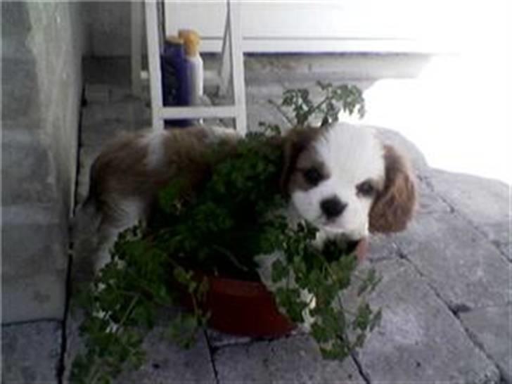 Cavalier king charles spaniel Maddie billede 2
