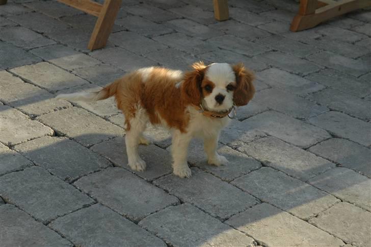 Cavalier king charles spaniel Maddie billede 3