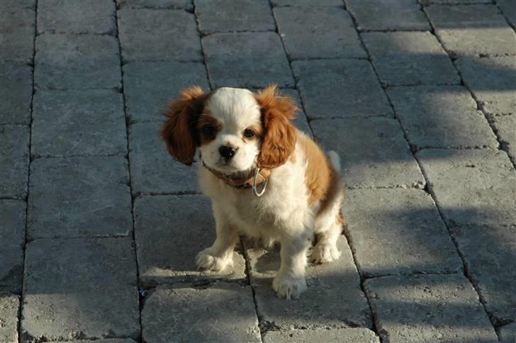 Cavalier king charles spaniel Maddie billede 4
