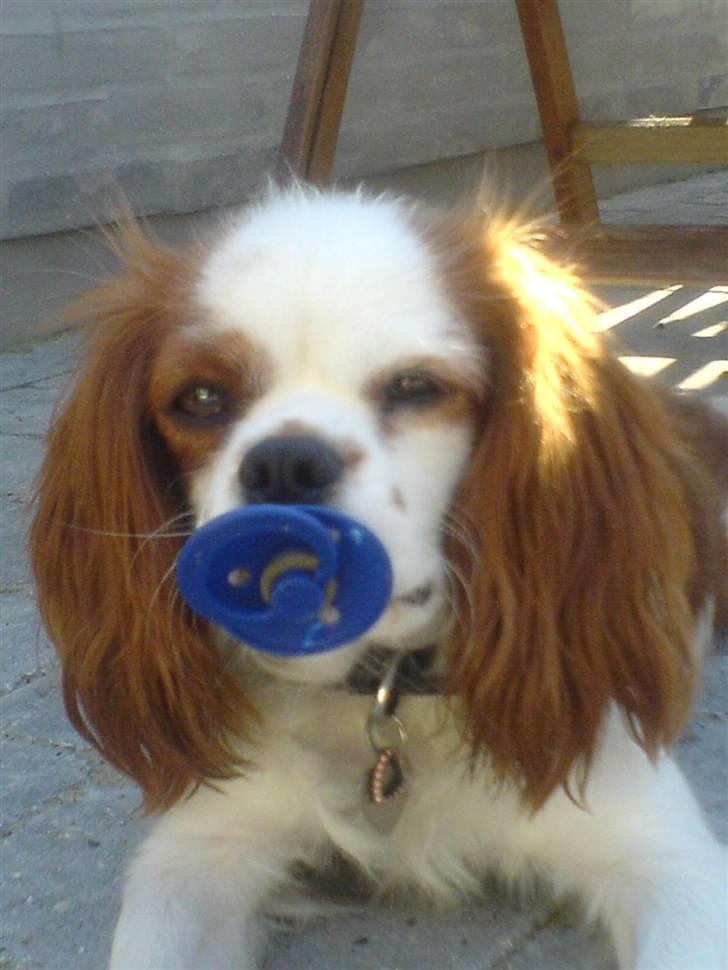 Cavalier king charles spaniel Maddie - Maddie med sin elskede sut hun har stjålet fra naboens dreng billede 5