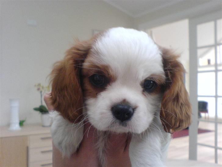 Cavalier king charles spaniel Maddie - Dette billed er fra da vi fik hende hjem billede 6
