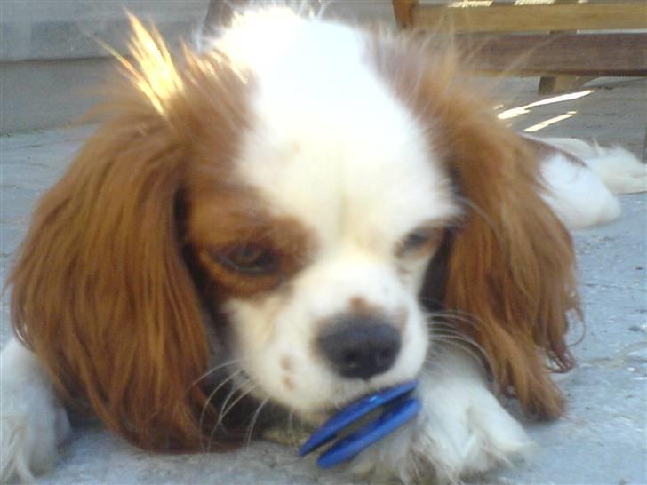 Cavalier king charles spaniel Maddie billede 7