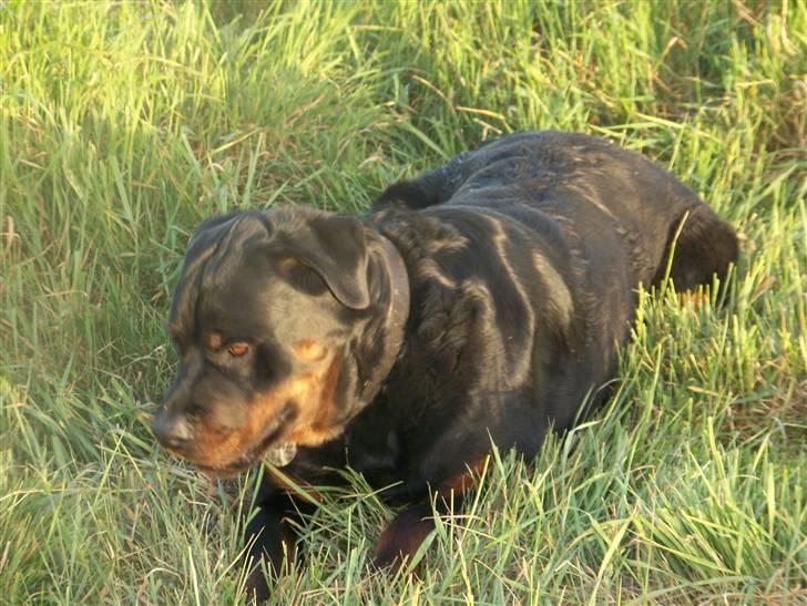Rottweiler Harley billede 6