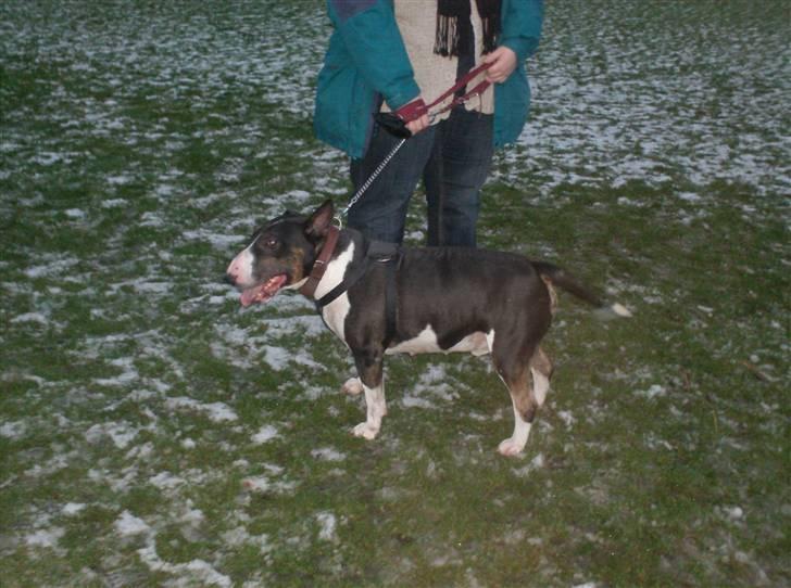 Bullterrier Ulf billede 9
