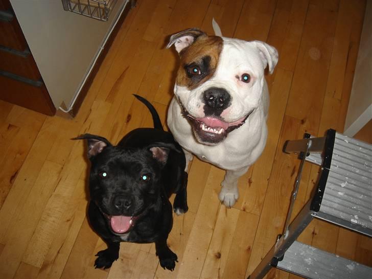 Amerikansk bulldog kenzie billede 17