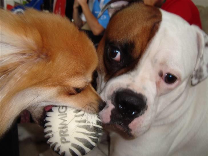 Amerikansk bulldog kenzie billede 18
