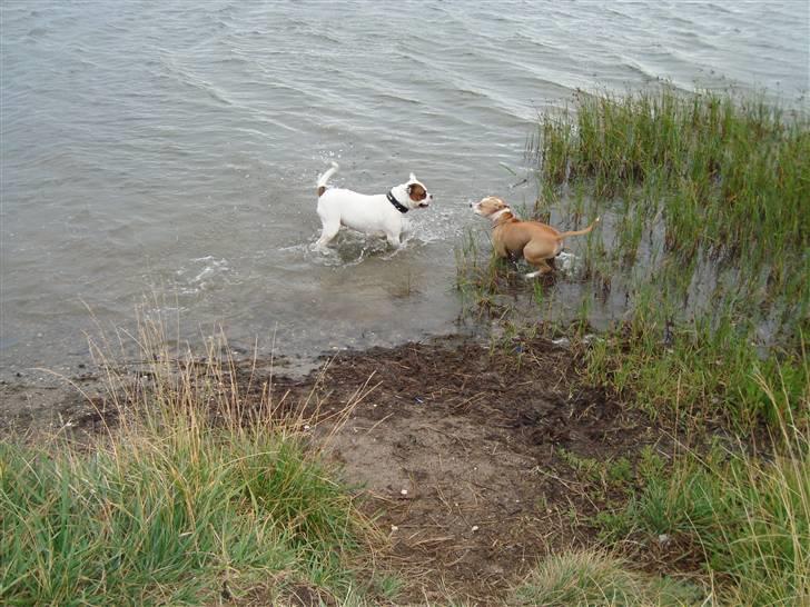 Amerikansk bulldog kenzie billede 19