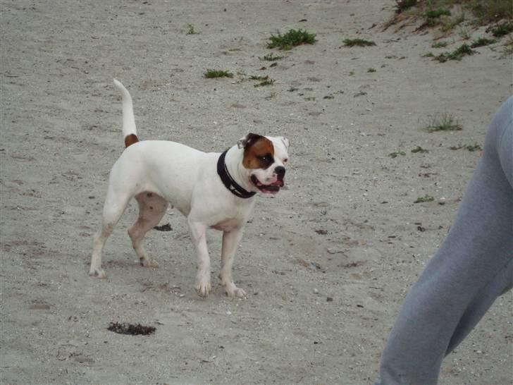 Amerikansk bulldog kenzie billede 20