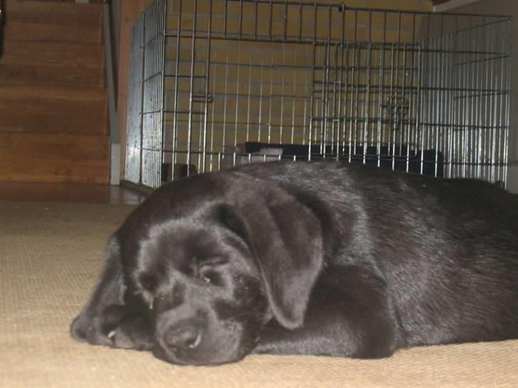 Labrador retriever                     Freja billede 20