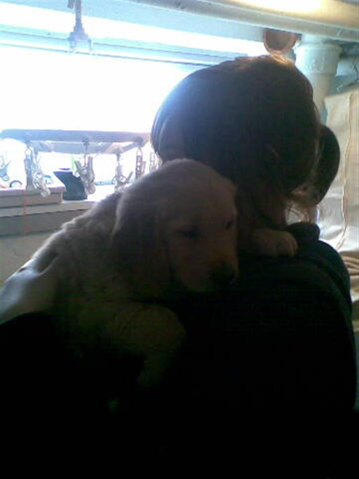 Golden retriever Basse - 6 uger  billede 1