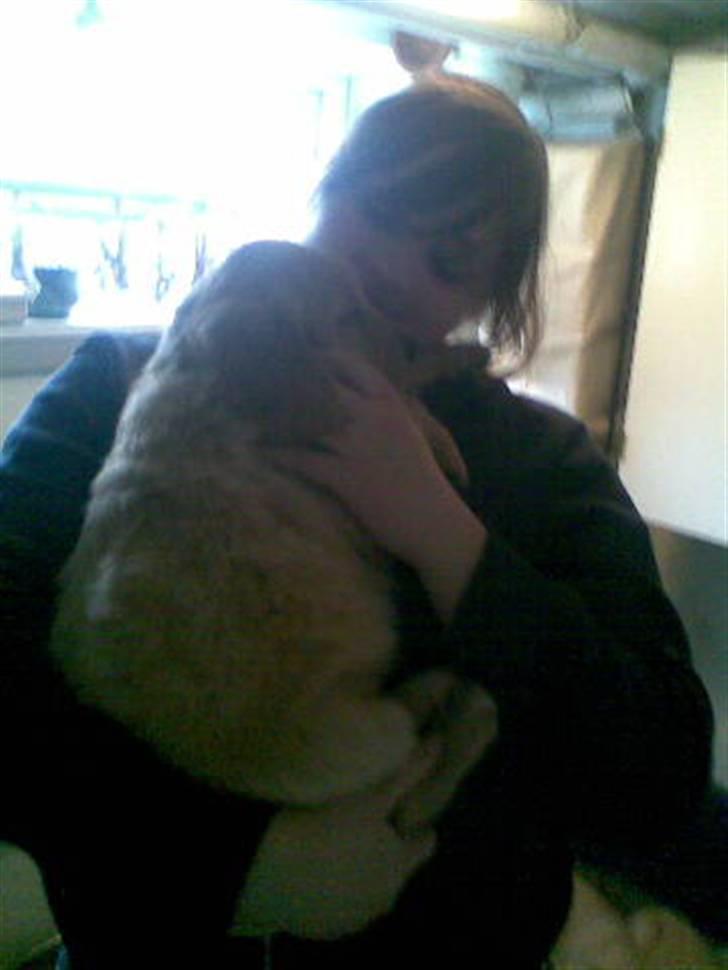 Golden retriever Basse - 6 uger billede 2