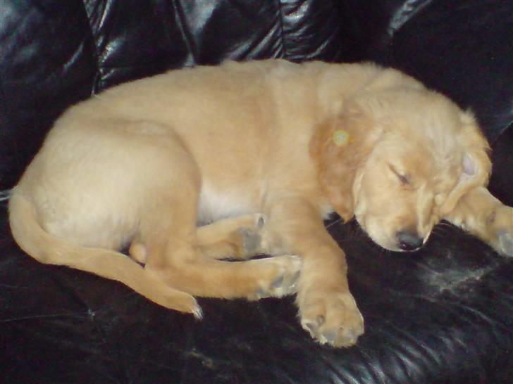 Golden retriever Basse - 8 uger billede 3