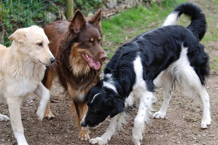 Blanding af racer Laika - Laika leger med tante Emma og Rejen Rudy :0) billede 10