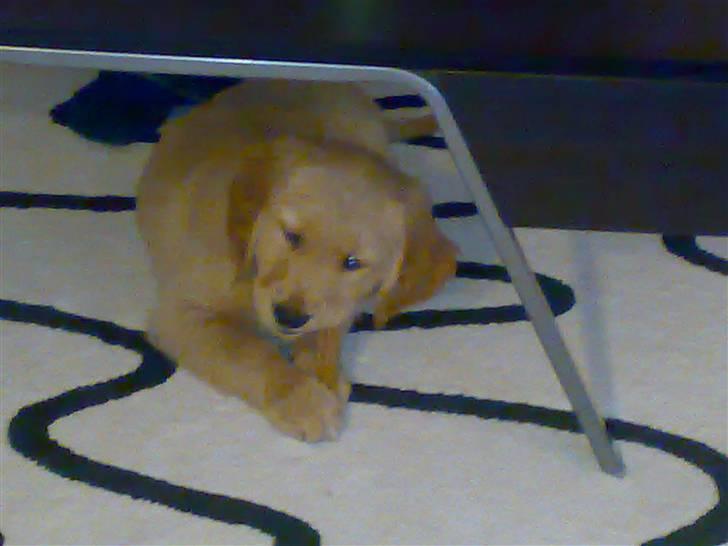 Golden retriever Basse - 8 uger billede 4