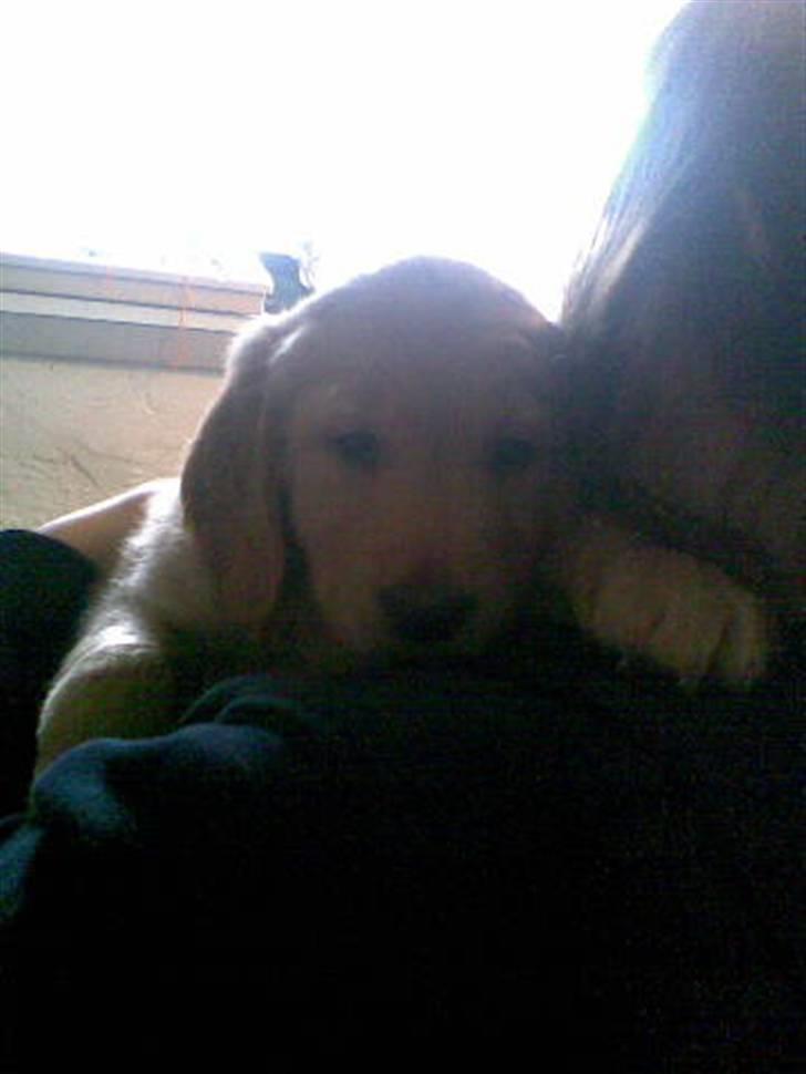 Golden retriever Basse - 6 uger billede 5