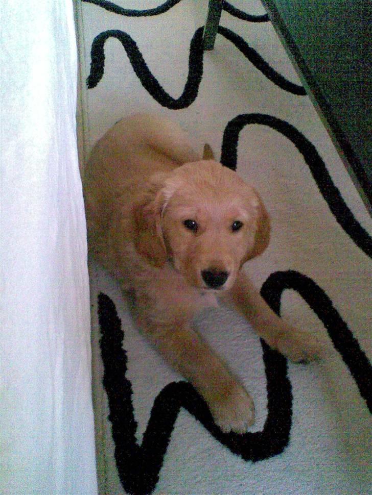 Golden retriever Basse - 8 uger billede 6