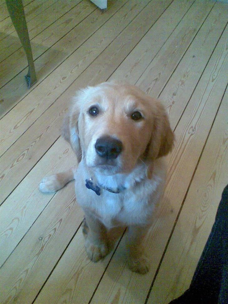 Golden retriever Basse - 18 uger...  billede 7