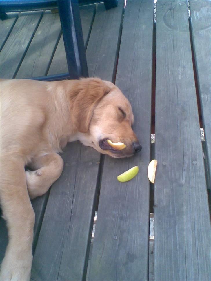 Golden retriever Basse billede 8