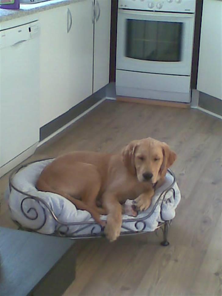 Golden retriever Basse billede 9