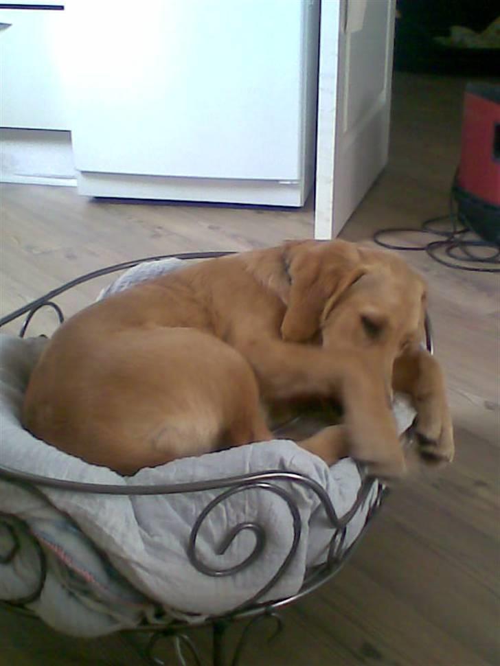 Golden retriever Basse - den er da stor nok? billede 10
