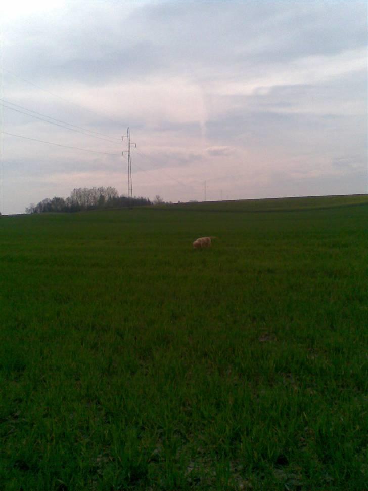 Golden retriever Basse billede 11