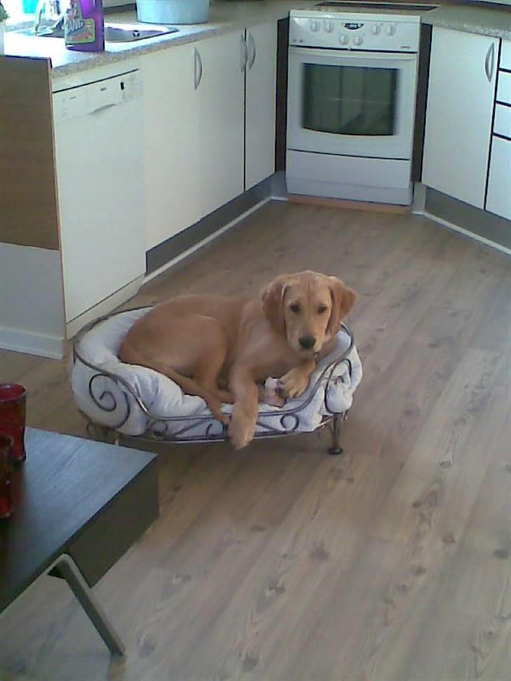 Golden retriever Basse billede 12