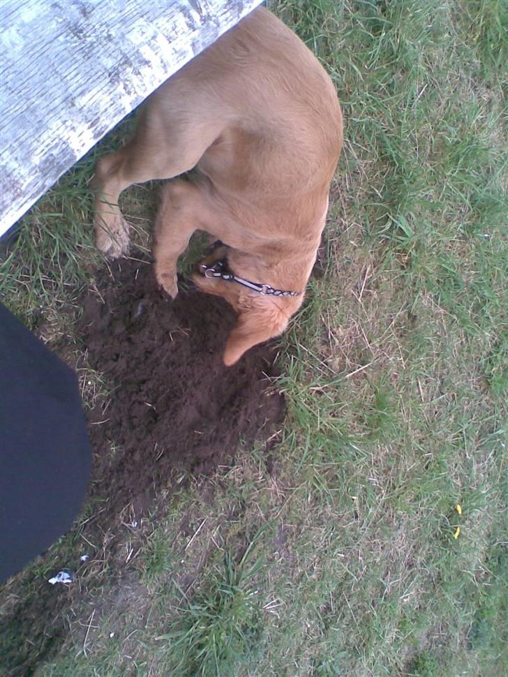 Golden retriever Basse billede 13