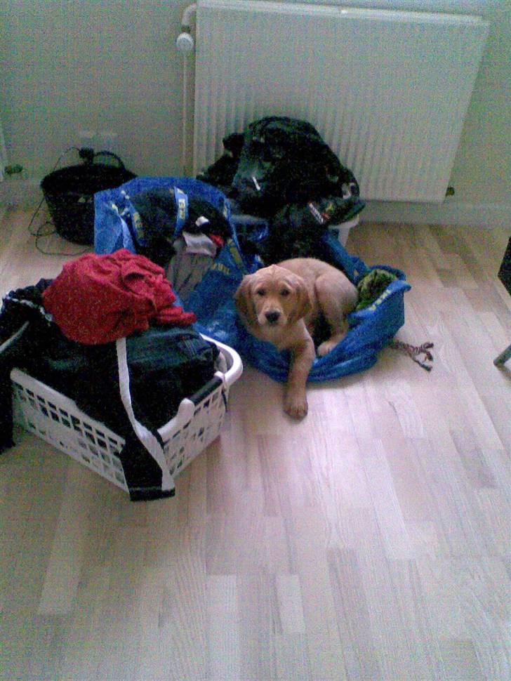 Golden retriever Basse billede 14